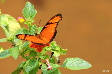 Orange Butterfly