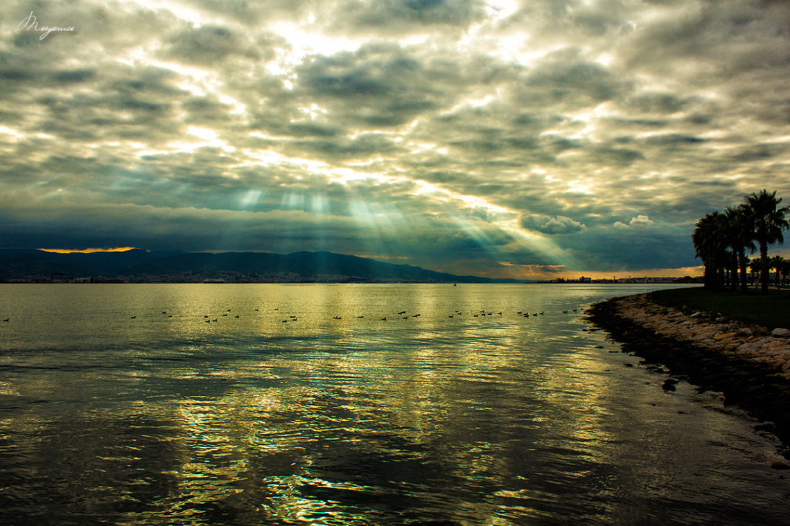The light