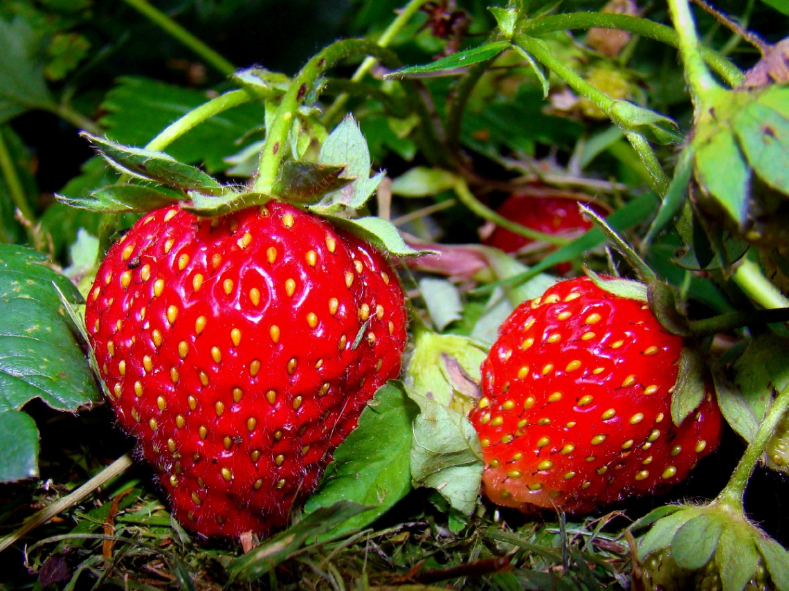 erdbeeren 2
