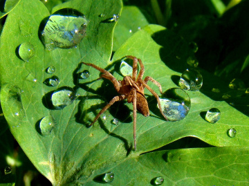 tropfen mit  spinne 