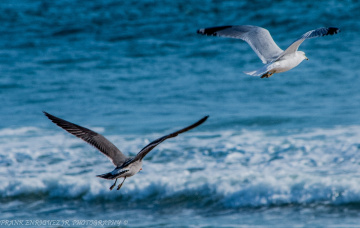 Newport Beach California Birds  -  1/16
