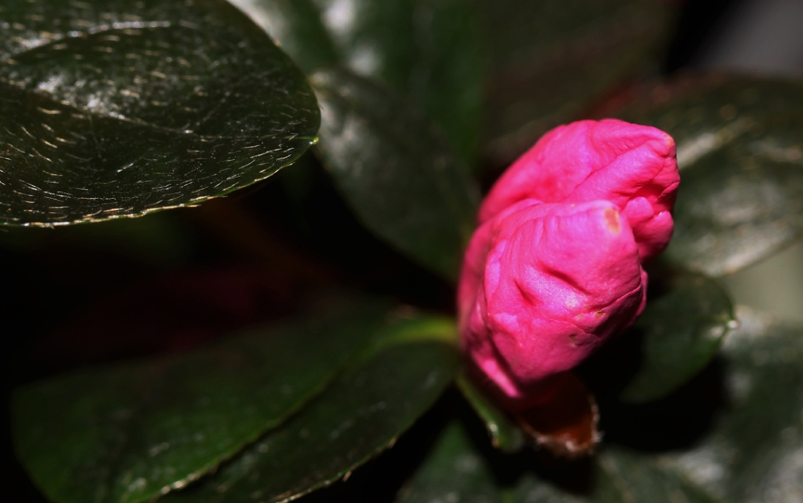 Pink/Green...