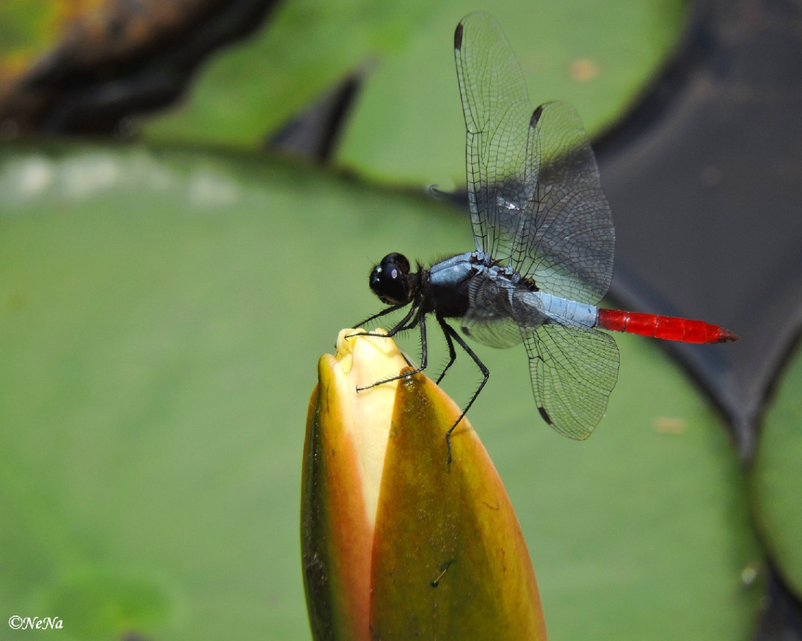 Blue and red dragonfly