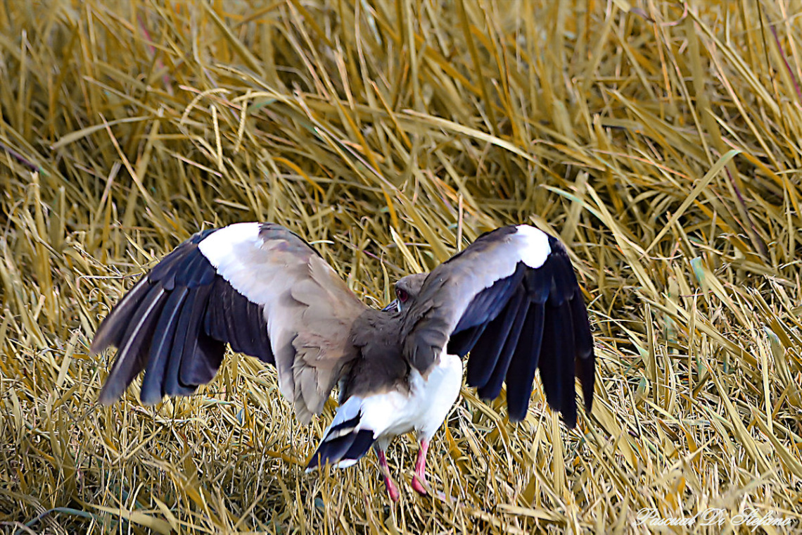 Landing