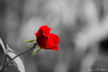 Sweet love