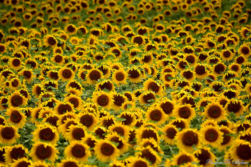 Sunflowers world