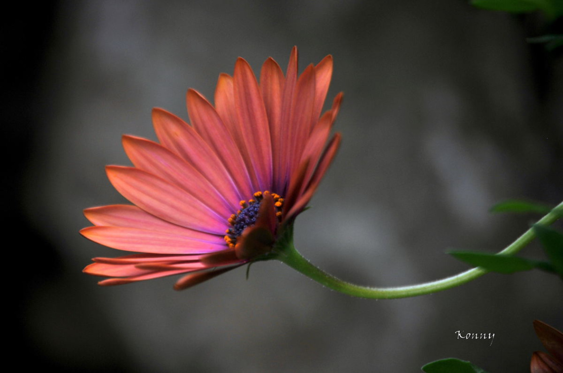 red daisy