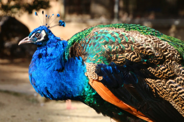 peacock
