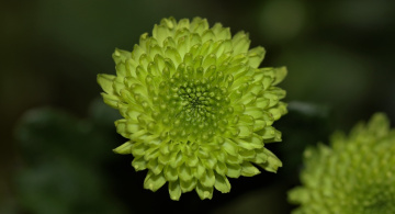 Only green