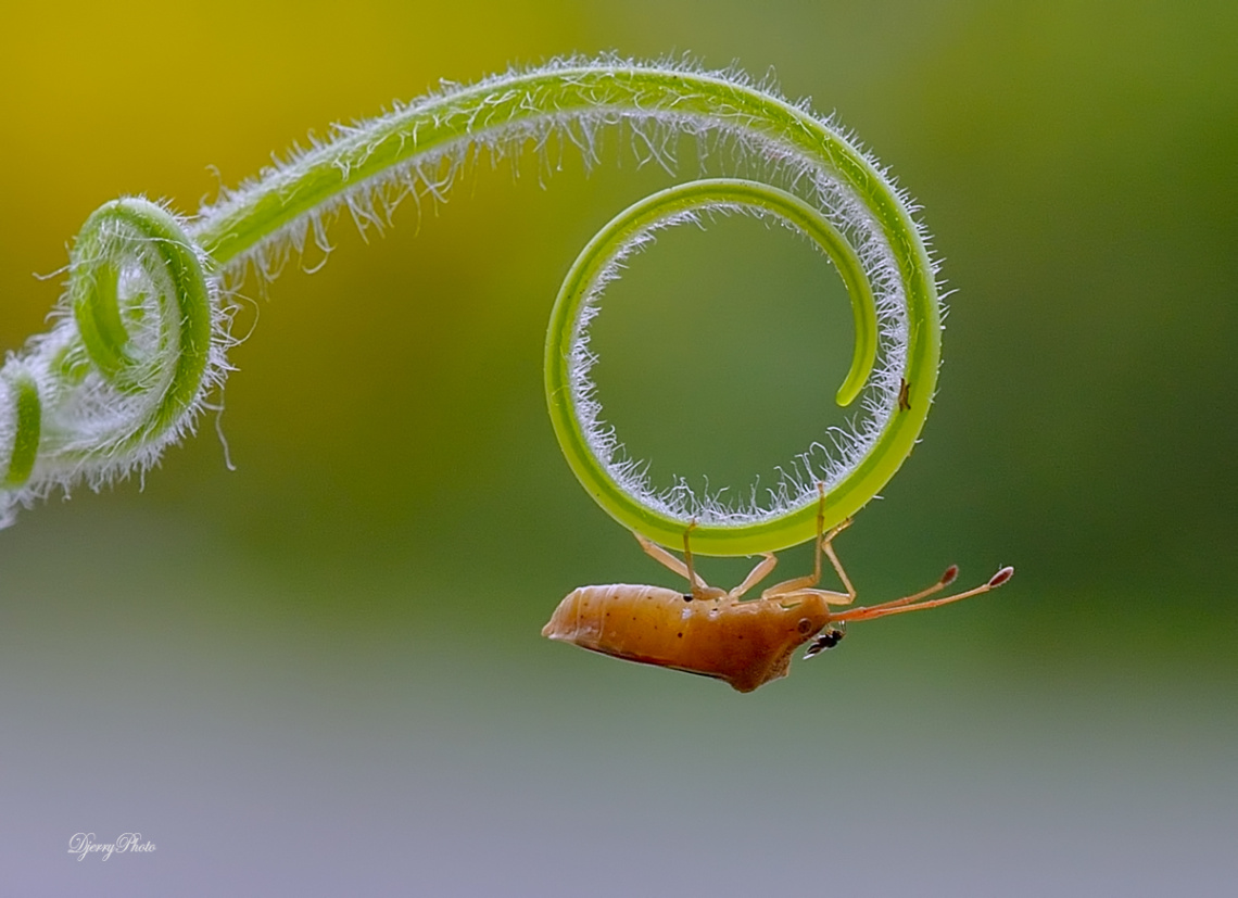 Insect