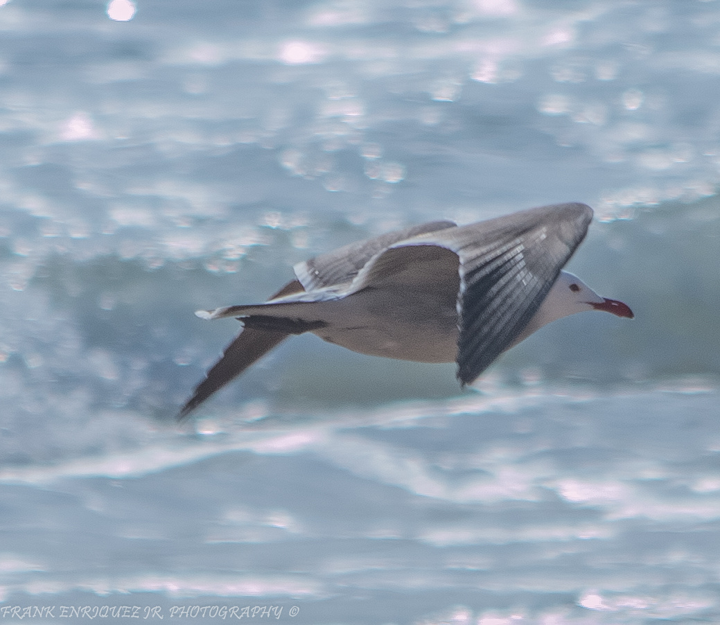 Newport Beach California Birds  -  1/16