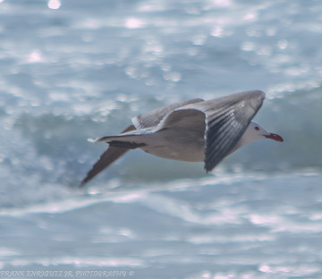 Newport Beach California Birds  -  1/16