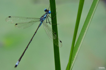 Delicate