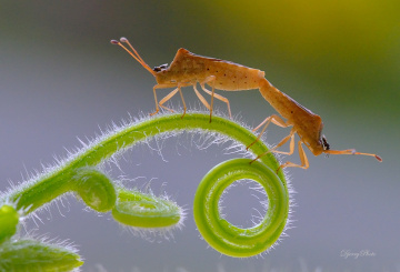 Insects mating