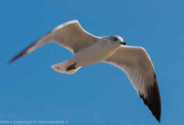 Newport Beach California Birds  -  1/16