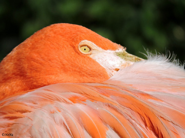 Flamingo
