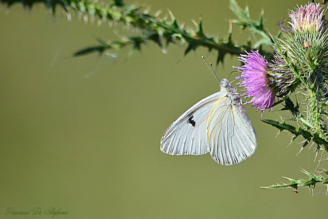 Little butterfly VII