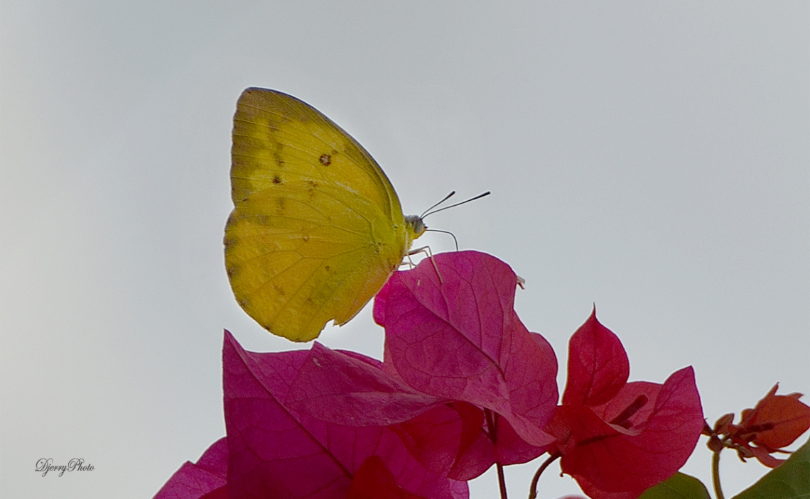 Butterfly