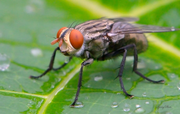Fly