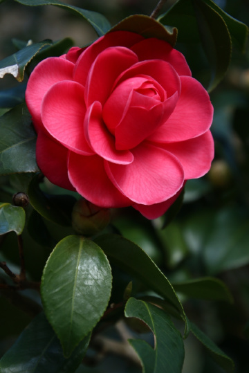 camellia