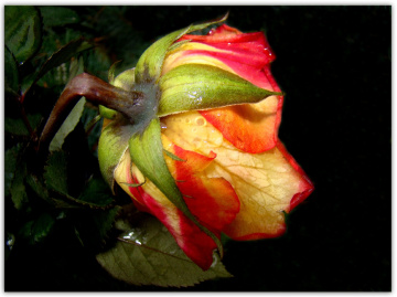 rose 2