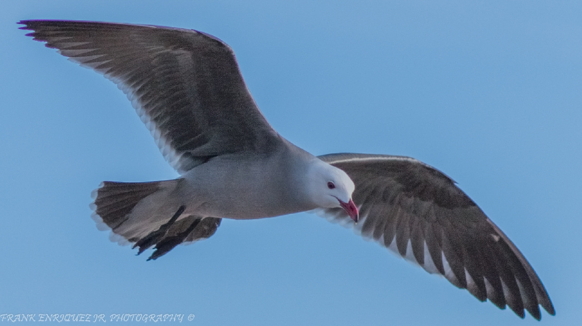 Newport Beach California Birds  -  1/16