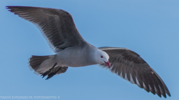 Newport Beach California Birds  -  1/16