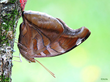 Beauties of nature II