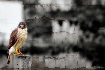 Angry