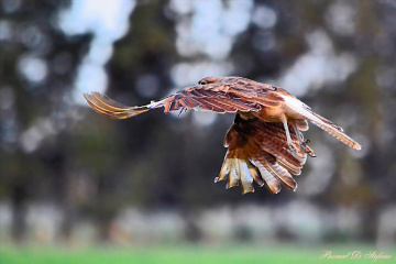 Under my wings