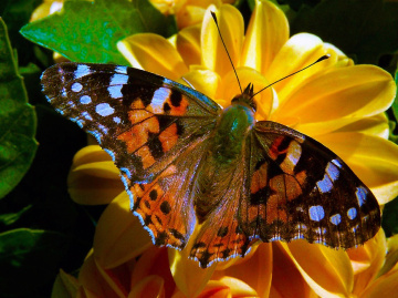 schmetterling 3