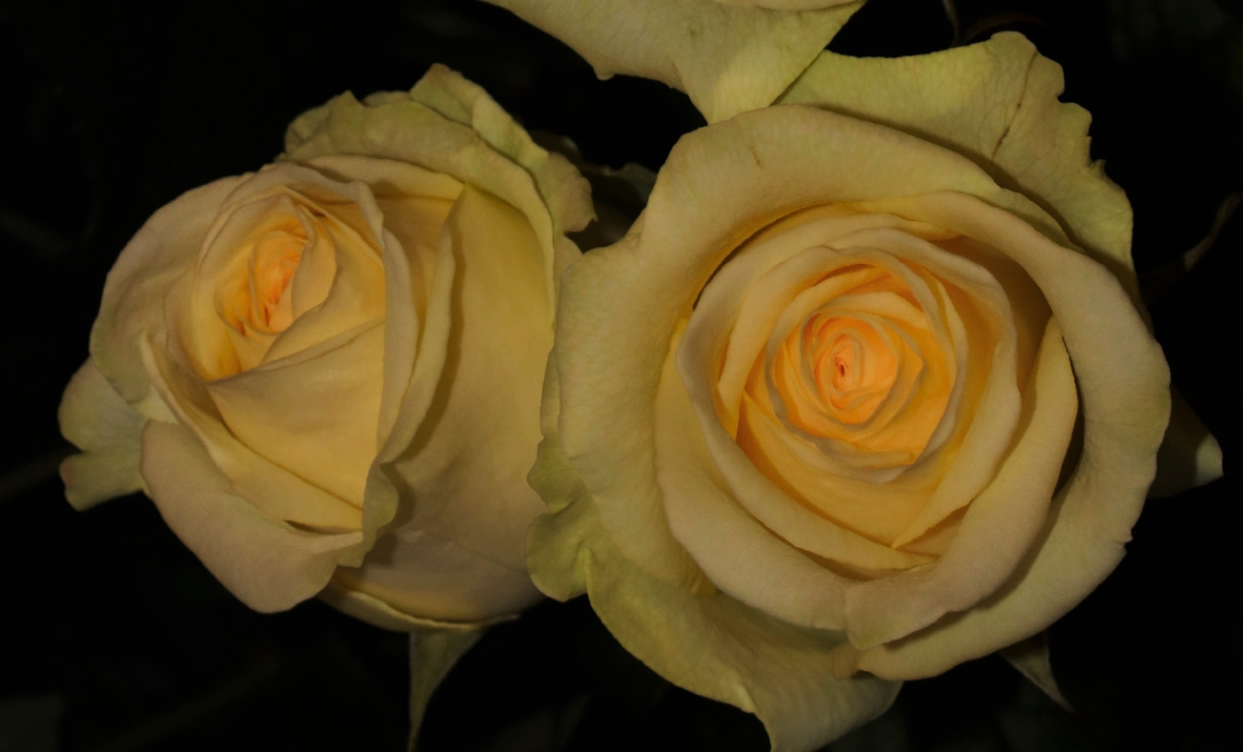 Two yellow