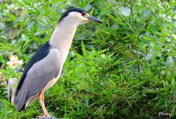 Savacu