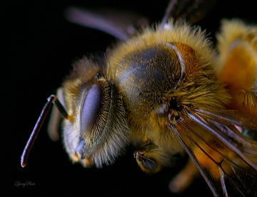 Bee