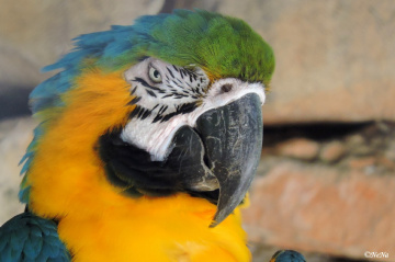 Arara