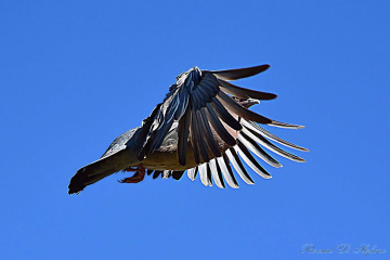 Fly to me