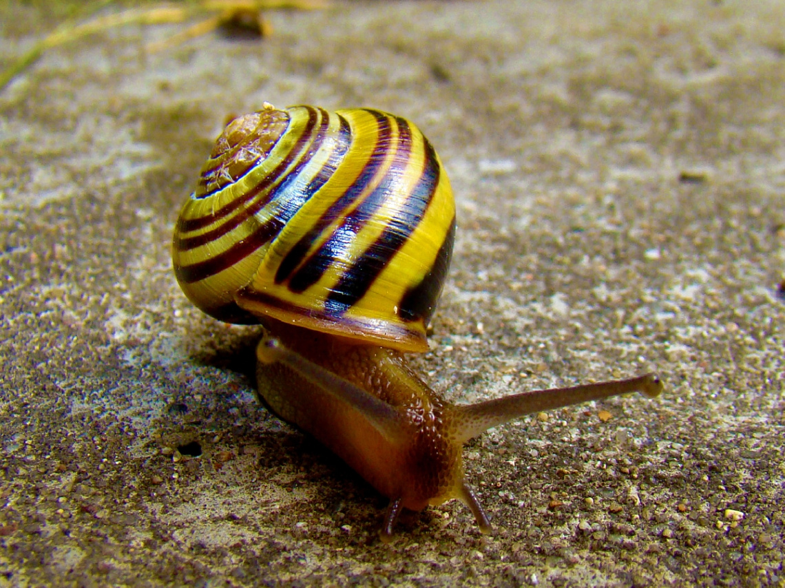 schnecke