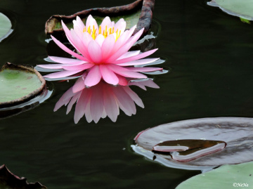 Reflex in the water