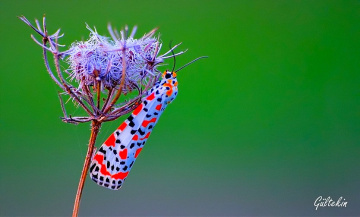 GÜZEL BENEKLİ AYI GÜVESİ