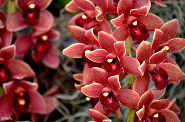 Orchids