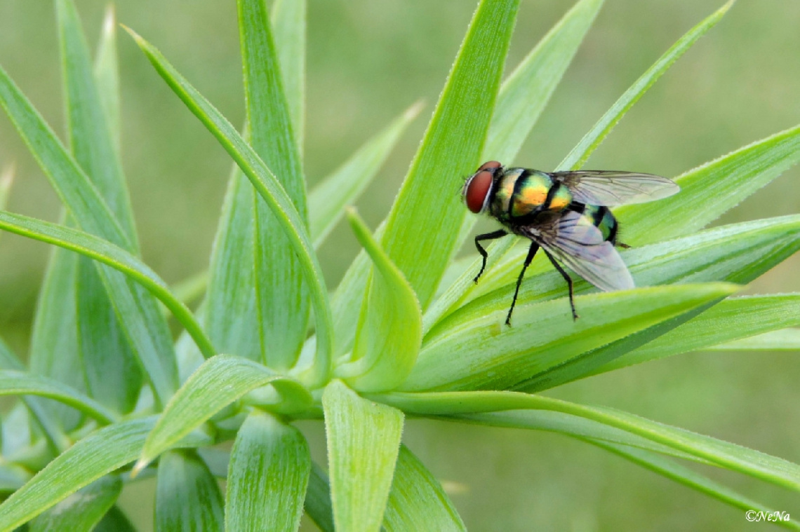 Everything has its beauty