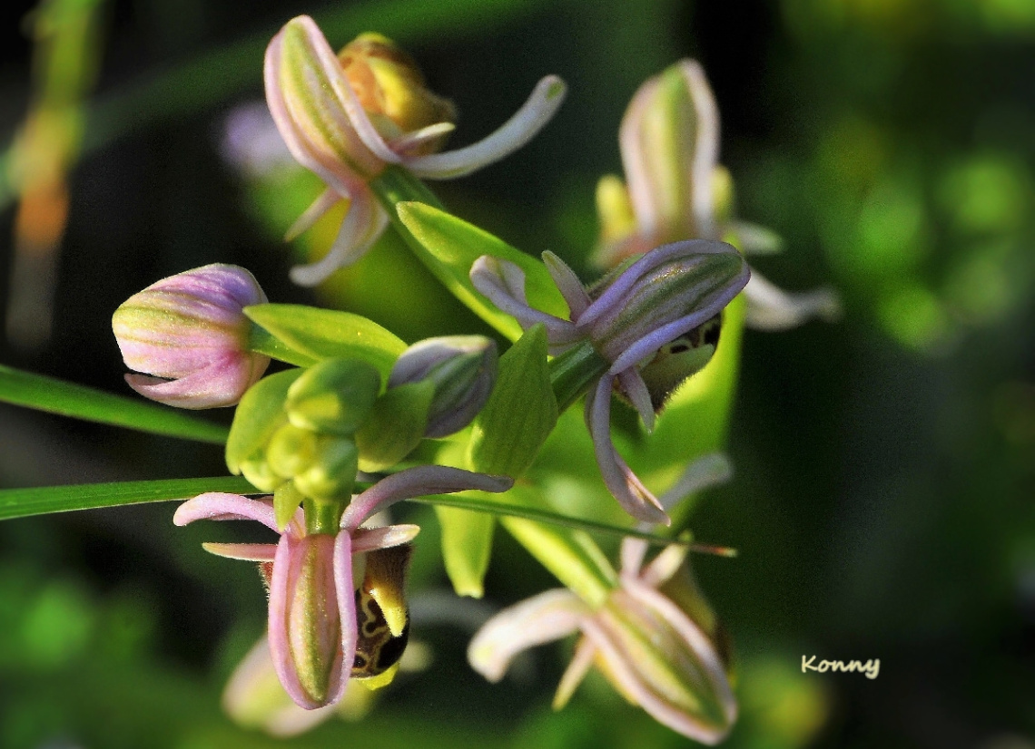 wild orchid 