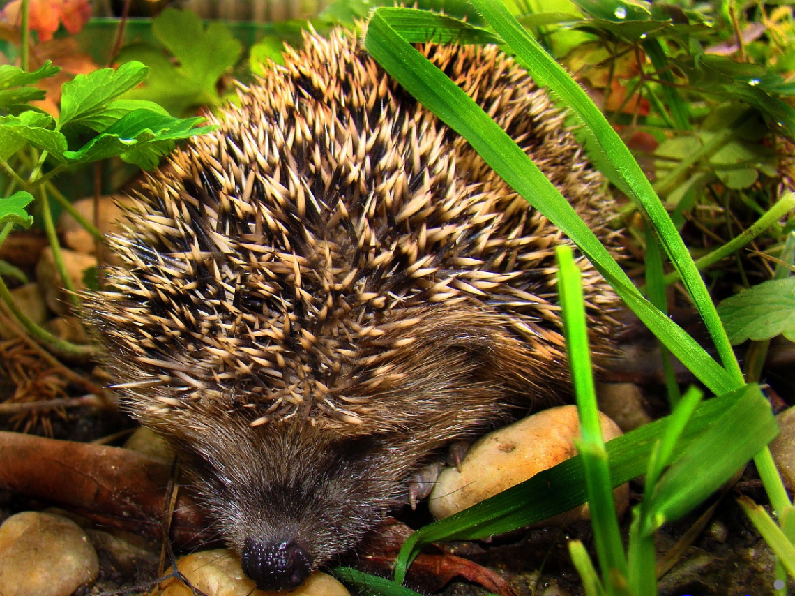 igel