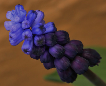 Two colors...