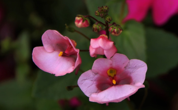 Green and pink