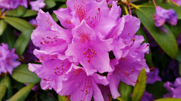 Flower moment