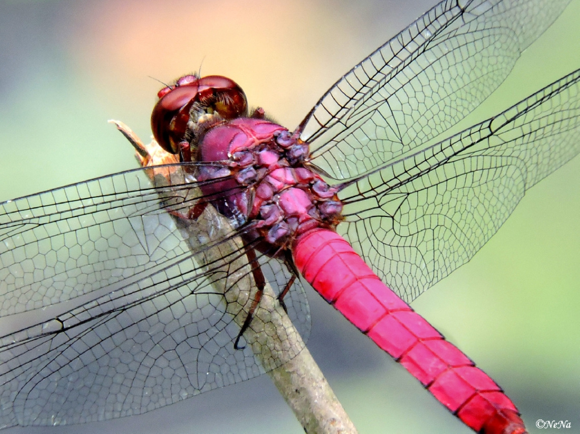 Details of a Dragonfly