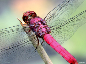 Details of a Dragonfly