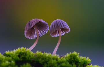 Two Mushroom