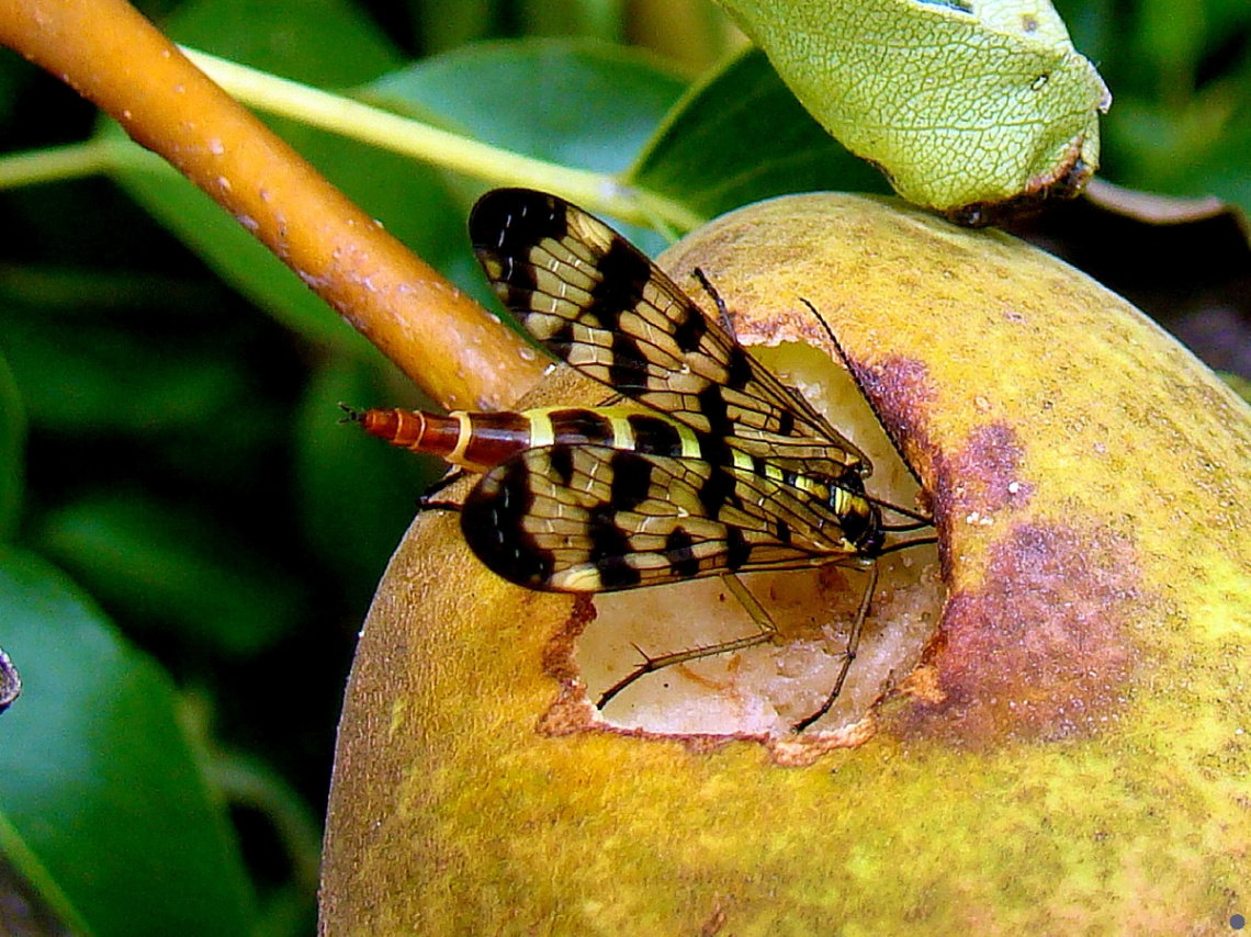 skorpionsfliege